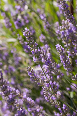Fototapeta premium Lavendel