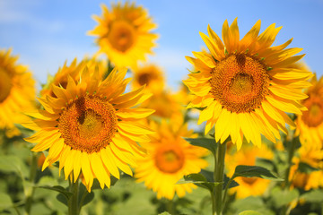 Blooming sunflowers on a sunflower field, summer harvest