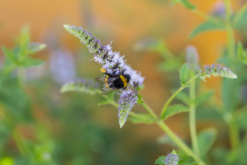 Insekten im Garten