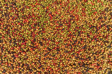 Big variaty of coffee beans