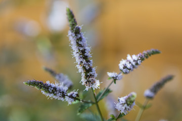 Obraz premium Insekten im Garten