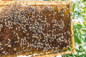 Bees honeycomb with honey, perga and honey bees