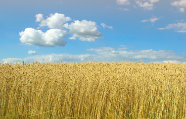 Field of ripe wheat against the blue sky