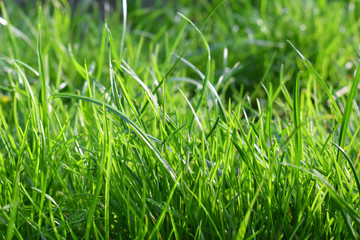 Fresh spring grass. Green leaf. Natural background texture. Ideal for use in the design fairly.