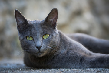 Chat gris aux yeux vert