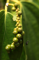 przyprawy - zielony pieprz rośnie