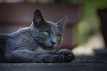 Chat gris aux yeux vert