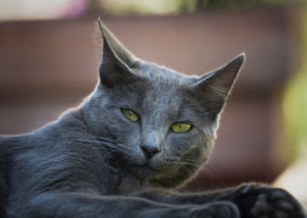 Chat gris aux yeux vert