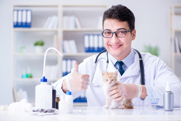 Cat visiting vet for regular check up