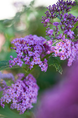 Schmetterlingsstrauch