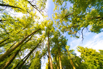 A view of the top through tree trunks with leaves