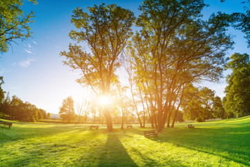 Sunlight through the trunks of trees. Morning in the summer park