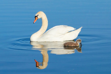 Schwäne auf einem See im Müritz Nationalpark im Sommer