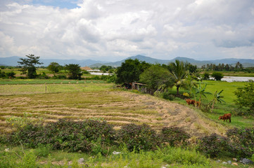 The country landscape in the central of Vietnam