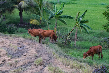The country landscape in the central of Vietnam
