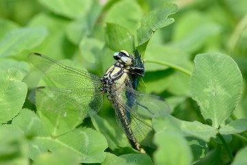 Libellula mentre preda una damigella