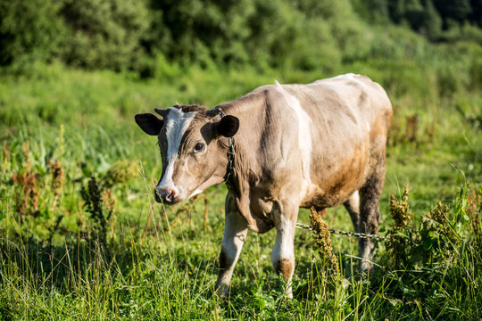A cow is grazing in a meadow. Dairy cow. Rustic cow