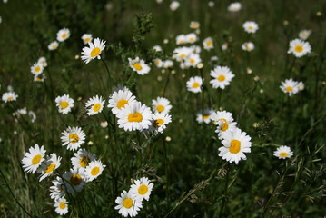 Fototapeta premium Daisies