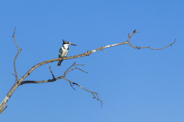 Pied Kingfisher, Okavango Delta, Botswana