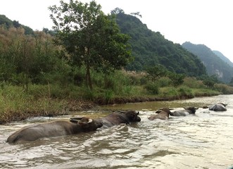 Fototapeta premium Ninh Binh - Balade en bateau aux premières heures - Traversé des buffles