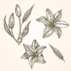 Set of White lily. Leaves, flowers and buds. Vintage style. Vector illustration.