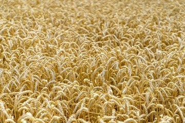 Wheat field before harvest