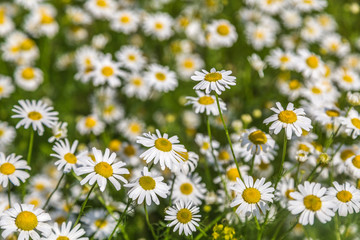 Background of chamomile flowers. Shallow depth of field.