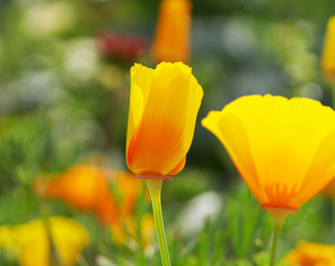 kalifornischer Mohn