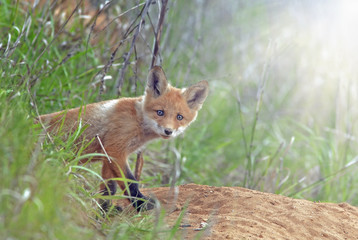 little fluffy Fox in the meadow