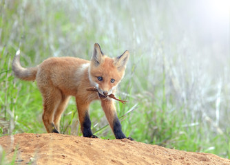 little fluffy Fox in the meadow