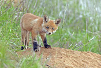 Fototapeta premium little fluffy Fox in the meadow