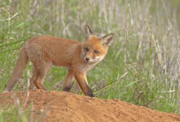 little fluffy Fox in the meadow