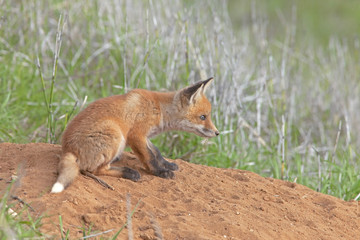 little fluffy Fox in the meadow