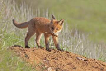 little fluffy Fox in the meadow