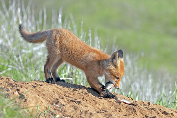 little fluffy Fox in the meadow