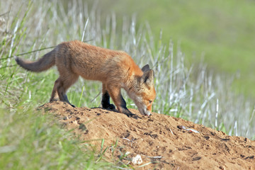 little fluffy Fox in the meadow