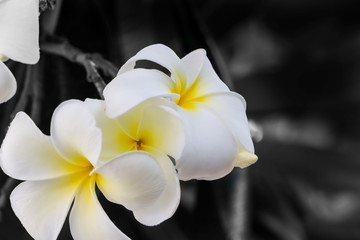 Fototapeta na wymiar White plumeria flowers On a black and white background