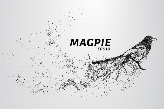 Magpie of particles. The magpie consists of circles and points. Vector illustration.