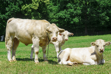 Obraz premium Cattle breed charolaise on the pasture