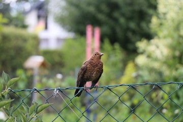 Amsel auf Gartenzaun