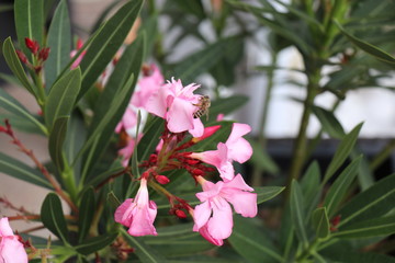Bienenbestäubung: Biene bestäubt pinken Oleander