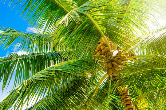 Close up image of palm tree with the coconuts on a branch