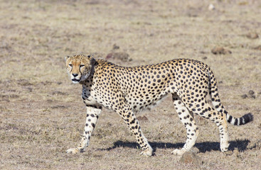 Cheetah