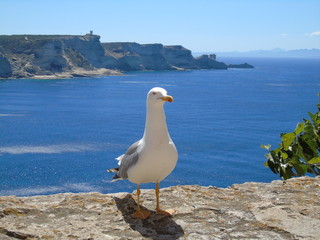 Mon ami le goeland