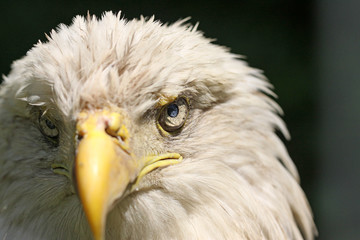 pygargue à tête blanche
