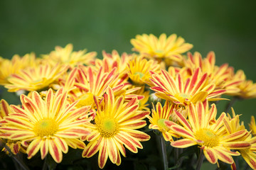 Blumenstrauß