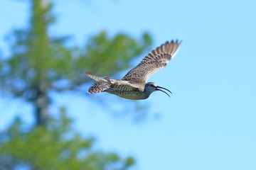 Numenius phaeopus. Whimbrel in flight in the summer in Siberia