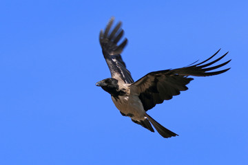 Corvus cornix. Crow close-up in the sky