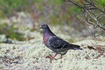 Columba livia. A dove amongst moss on a summer day on the Yamal Peninsula