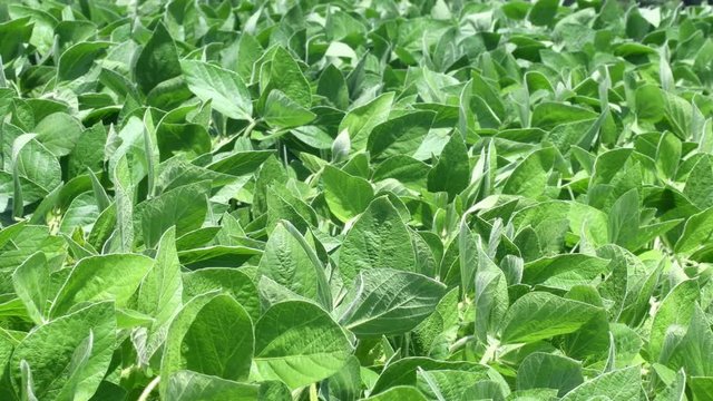 Close up video of soybean plantation